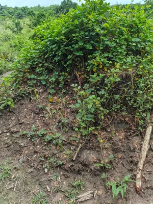 Terrain de 20 100 m² en vente à Kévé – 1 000 000 FCFA l'hectare — photo 2