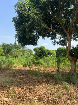 Terrain 10 lots à vendre à Sanguéra Aképédo Jérusalem – 15 millions FCFA à débattre — photo 3