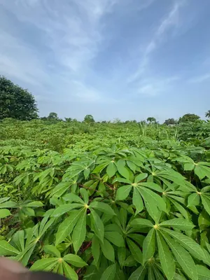 Terrain 600 m² en vente à Aképédo Zanguera – 9 millions FCFA — photo 3