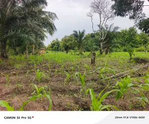Terrain en vente en angle de rue au bord du goudron RN1 à Lilikopé – 5 millions FCFA l'unité — photo 3