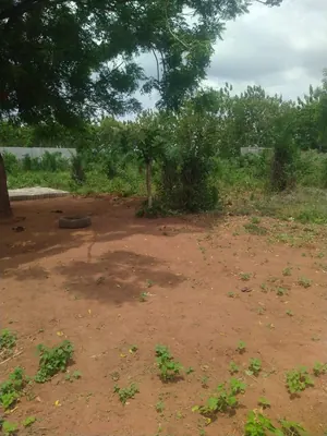 Terrain 4 lots en vente à Apessito, quartier La Paix – 14 millions FCFA par lot — photo 4
