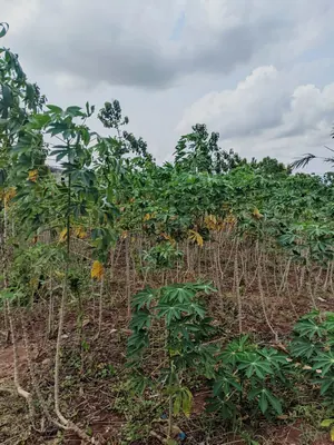 Terrain demi lot en vente en angle de rue à Akato Viepé – 11 millions FCFA — photo 2