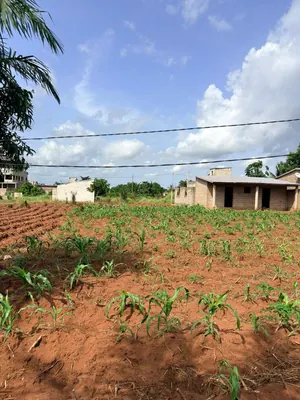 Terrain 2400 m² (4 lots) en vente à Apessito – 13,5 millions FCFA le lot — photo 2