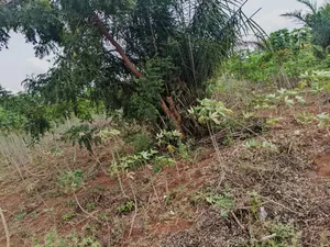 Terrain demi lot en vente en angle de rue à Akato Viepé – 11 millions FCFA