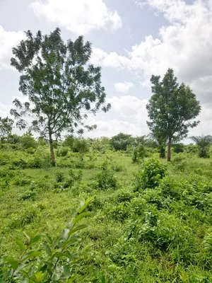 Terrain 2 lots en vente en bordure du goudron à Badja-Savé – 8 000 000 FCFA — photo 3