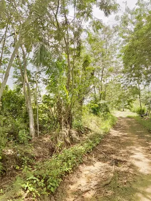 Vente d'hectares à Badja, 6 hectares, proche du goudron – 7,5 millions FCFA l'hectare — photo 2
