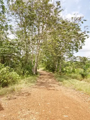 Vente d'hectares à Badja, 6 hectares, proche du goudron – 7,5 millions FCFA l'hectare — photo 13