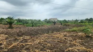 Vente de terrain à Pia, 4 hectares derrière la plateforme PIA, proche du goudron – prix par lot à confirmer — photo 4