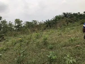 Terrain de 33 hectares à vendre à Avetonou, préfecture d'Agou – 1 500 000 FCFA/hectare — photo 2