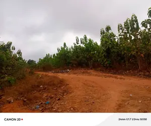 Terrain 1 hectare à vendre à Aképédo Monou (Zanguera) – 17 millions FCFA le lot — photo 3