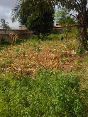 Vente d'un terrain à Agoé Assiyéyé, 2 lots et demi clôturés, à 200 m du goudron – 130 millions FCFA — photo 6