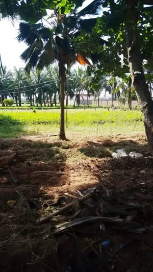 Terrain 4 lots de 2400 m² en vente à Agbodrafo côté plage – 17 millions FCFA le lot — photo 2