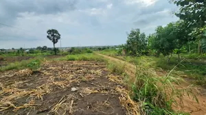 Vente de terrain à Pia, 4 hectares derrière la plateforme PIA, proche du goudron – prix par lot à confirmer — photo 3