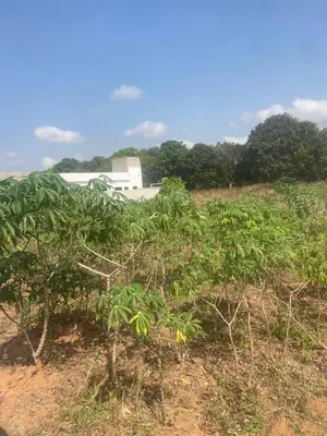Terrain 2 lots 1200 m² en vente en bord du goudron à Aného – 11 millions FCFA le lot — photo 4