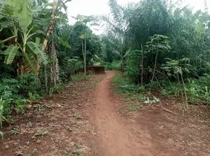 Terrain 11 lots collés en vente à Kpala Adidomé – 82,5 millions FCFA — photo 3