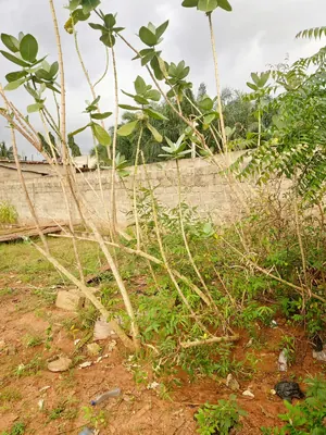 Terrain 1/4 lot de 160 m² en vente en angle de rue à Légbassito – 11 000 000 FCFA — photo 3