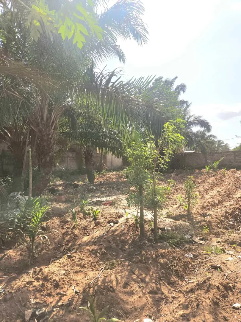 Terrain 983 m² en vente en bordure de goudron à Sogbossito Somayaf – 35 000 000 FCFA