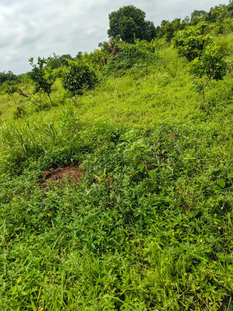 Terrain de 20 100 m² en vente à Kévé – 1 000 000 FCFA l'hectare