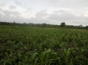 Terrain de 30 hectares à vendre à Kpevego – 5 millions FCFA l'hectare — photo 5