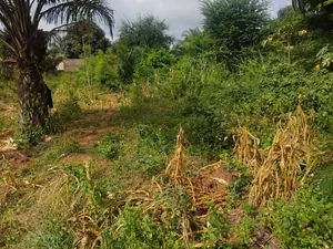 Vente d'un terrain à Agoé Assiyéyé, 2 lots et demi clôturés, à 200 m du goudron – 130 millions FCFA — photo 3