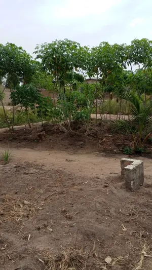 Terrain en vente à Dalavé – prix à partir de 5 millions FCFA le lot — photo 3