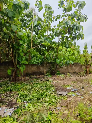 Terrain en vente à Zanguera Klémé, Lomé – 20 millions FCFA le lot — photo 3