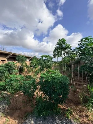 Terrain 4 lots en vente en angle de rue à Légbassito Kognito – 15 millions FCFA le lot — photo 4