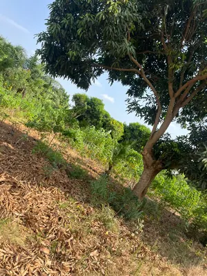 Terrain 10 lots à vendre à Sanguéra Aképédo Jérusalem – 15 millions FCFA à débattre — photo 4