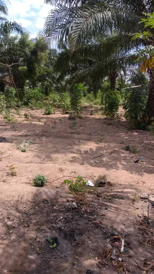 Vente de terrain à Sogbossito, 2,25 lots clôturés, 1339 m², accès sur 2 voies – 65 millions FCFA à débattre — photo 2