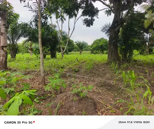 Terrain en vente en angle de rue au bord du goudron RN1 à Lilikopé – 5 millions FCFA l'unité