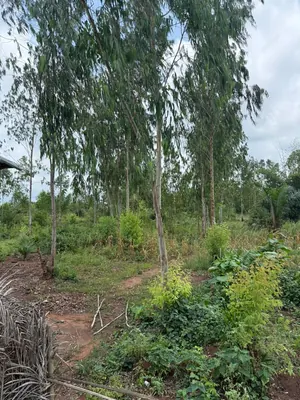 Terrain à vendre à Davié Tekpo – 60 lots disponibles – 3 500 000 FCFA le lot — photo 2