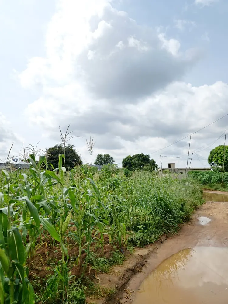 Terrain 3000 m² à vendre à Agoè Légbassito, 4 angles de rue – prix à partir de 30 millions FCFA le lot