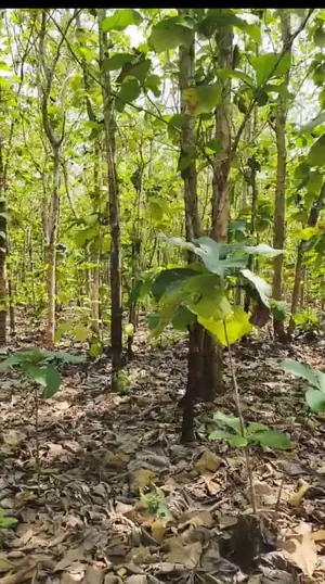 Terrain de 31 hectares de tecks à maturité en vente à Lilikopé – 10 millions FCFA l'hectare
