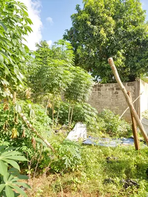 Vente d'un terrain à Légbassito, 911 m² (1,5 lot), à 120 m du goudron contournement – 45 millions FCFA — photo 6