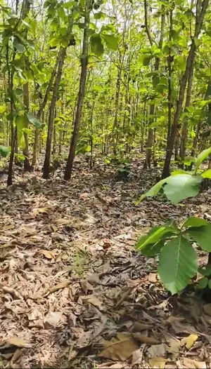 Terrain en vente en bordure de la RN1 à Agbélouvé – 165 hectares – 1,5 million FCFA le lot — photo 4