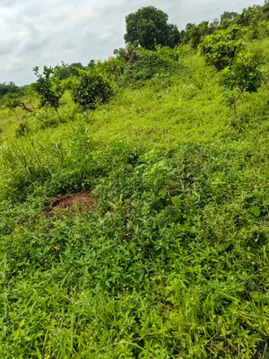 Terrain de 20 100 m² en vente à Kévé – 1 000 000 FCFA l'hectare