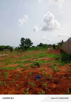 Vente de terrain à Zanguera Akepedo Jérusalem, 4 lots, bornage fait – 15 millions FCFA le lot — photo 5