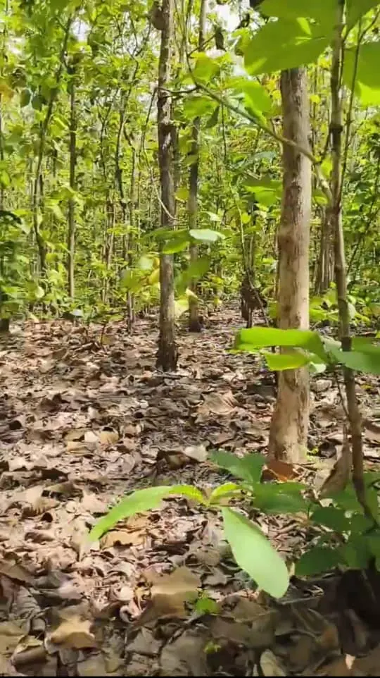 Terrain en vente en bordure de la RN1 à Agbélouvé – 165 hectares – 1,5 million FCFA le lot