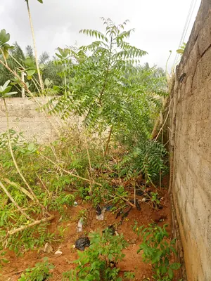 Terrain 1/4 lot de 160 m² en vente en angle de rue à Légbassito – 11 000 000 FCFA — photo 4