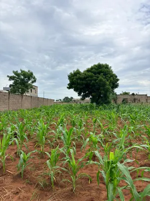 Terrain en vente à Kpala Avenyakè, proche de l'école Humilité et Respect – 9 millions FCFA — photo 4
