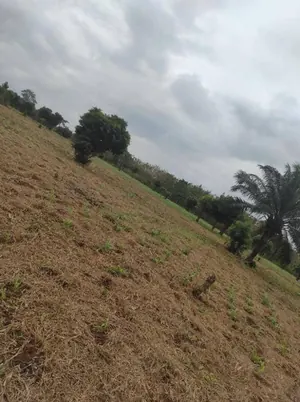 Terrain 1 lot (600 m²) en vente à Dalavé, non loin de la grande voie de Tsévié à Kpomé – 4 millions FCFA le lot — photo 2