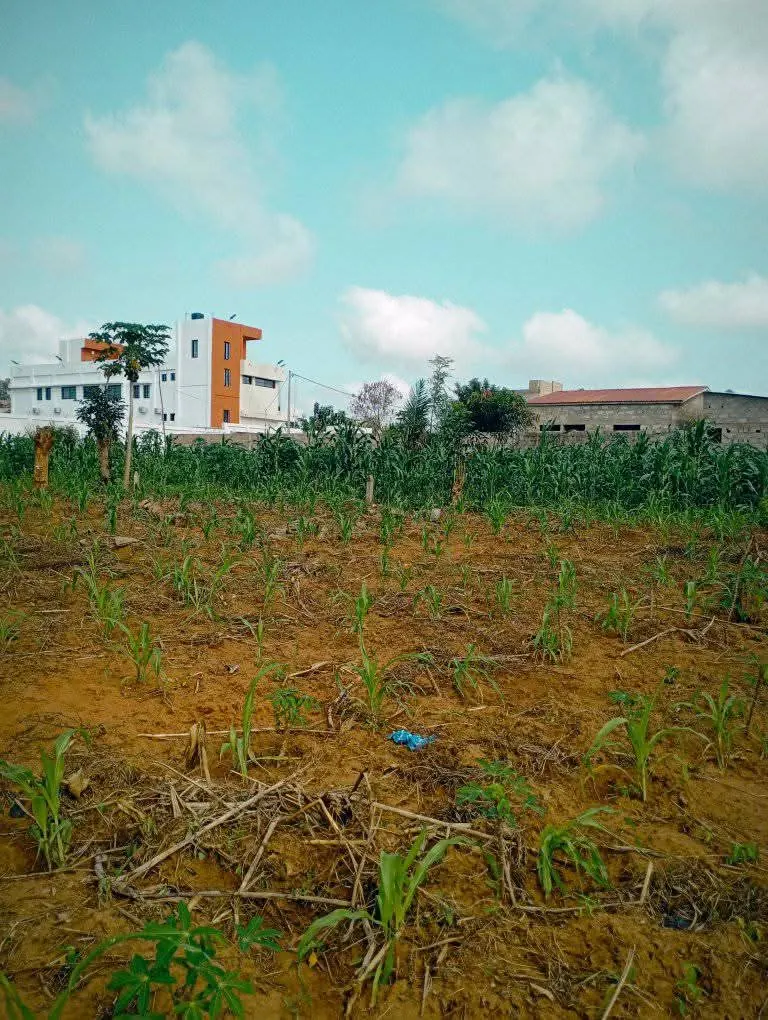 Terrain en vente à Sanguera Afidégnigban – 12 millions FCFA le lot