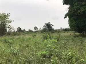 Terrain de 33 hectares à vendre à Avetonou, préfecture d'Agou – 1 500 000 FCFA/hectare — photo 3