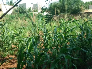 Terrain 1 lot en vente angle de rue à Cap Amadahomé – 40 millions FCFA