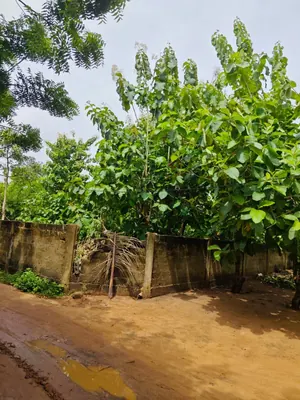 Terrain en vente à Zanguera Klémé, Lomé – 20 millions FCFA le lot — photo 5