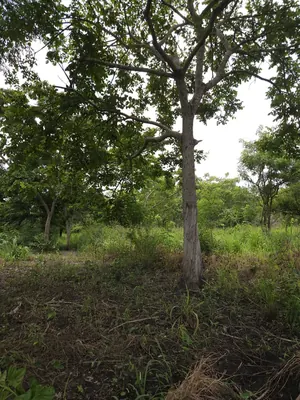 Terrain de 35 hectares en vente à Kevé Dzolo – 1 800 000 FCFA par hectare — photo 4