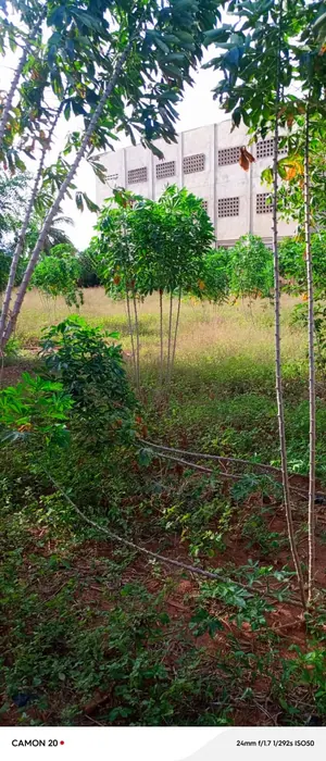 Vente de terrain à Adidogomé Sagbado, 1 lot à déduire sur 2 lots, clôturé – 30 millions FCFA — photo 6