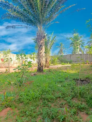Terrain 1 lot en vente bord du goudron à Zanguera Aképédo – à partir de 25 millions FCFA — photo 2