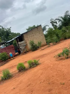 Vente d'un terrain à Akodesséwa, demi-lot en angle de rue, bord du nouveau goudron – 50 millions FCFA à revoir (bail possible) — photo 2