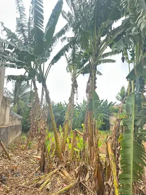 Terrain demi-lot en vente à Agoé Sogbossito – 15 millions FCFA — photo 3